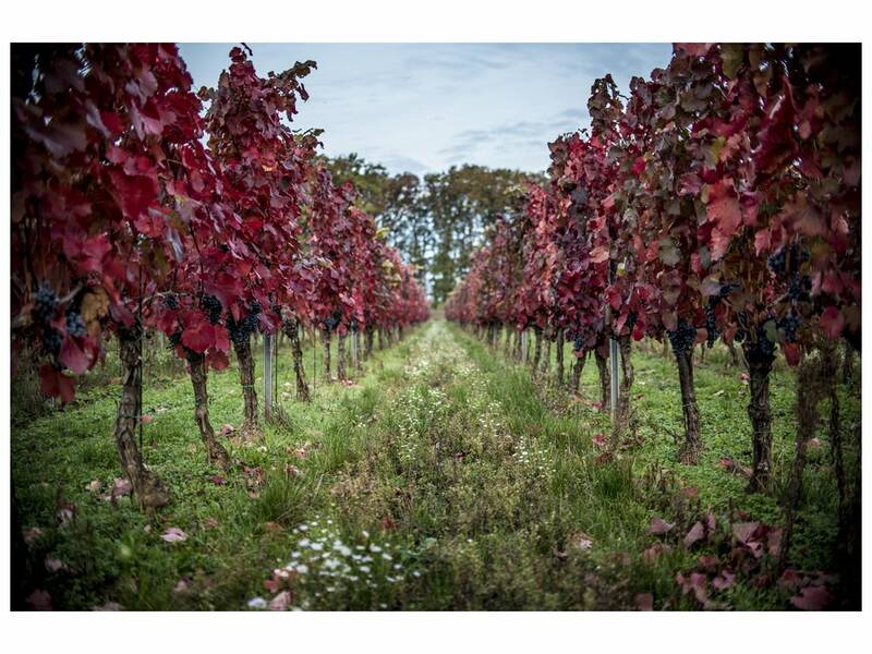 Vineyard Suchý vrch